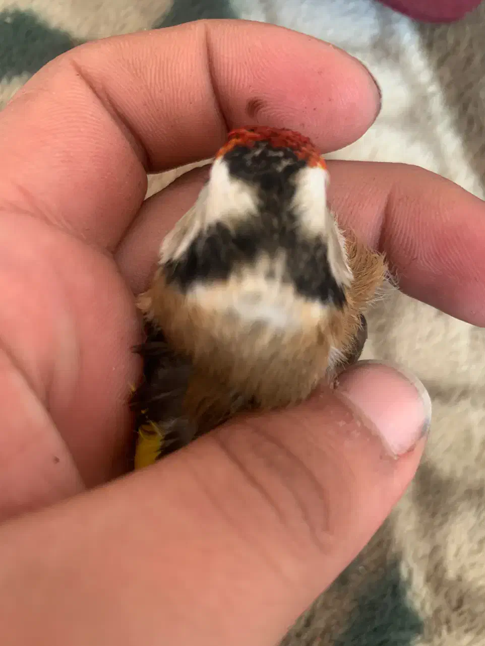 سهره نر محاجر رخ قفل|پرنده|اردبیل, |دیوار