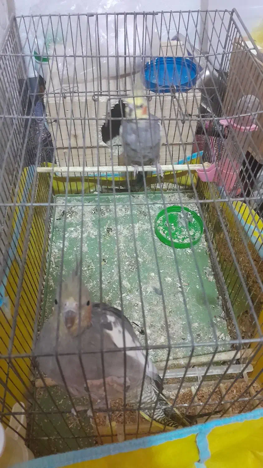 عروس هلندی|پرنده|صومعهسرا, |دیوار