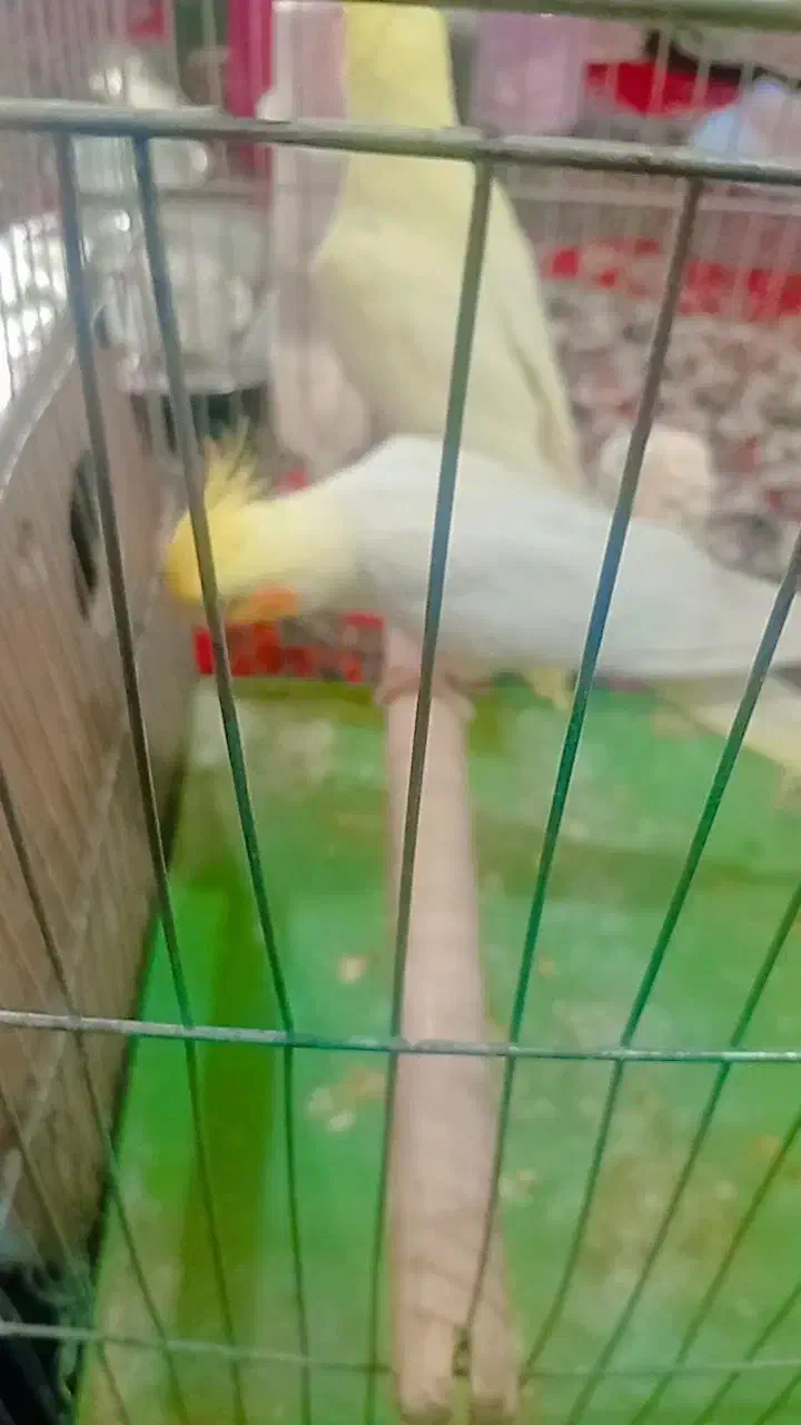 عروس هلندی|پرنده|اهواز, کیانپارس |دیوار