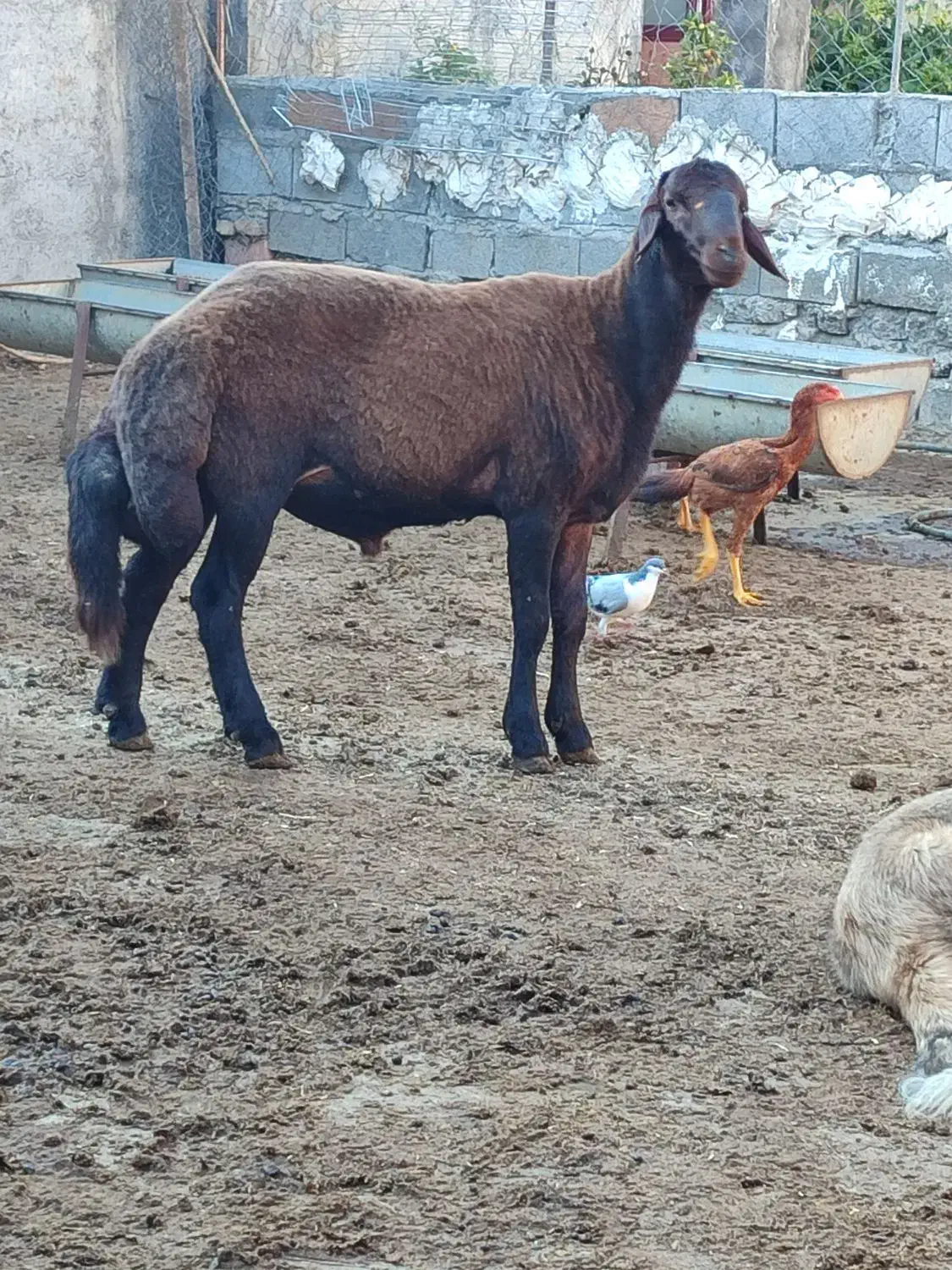 گوسفند نر  مخصوص تخمی کاربلد درجه یک نژاد بروجردی|حیوانات مزرعه|قائم‌شهر, |دیوار
