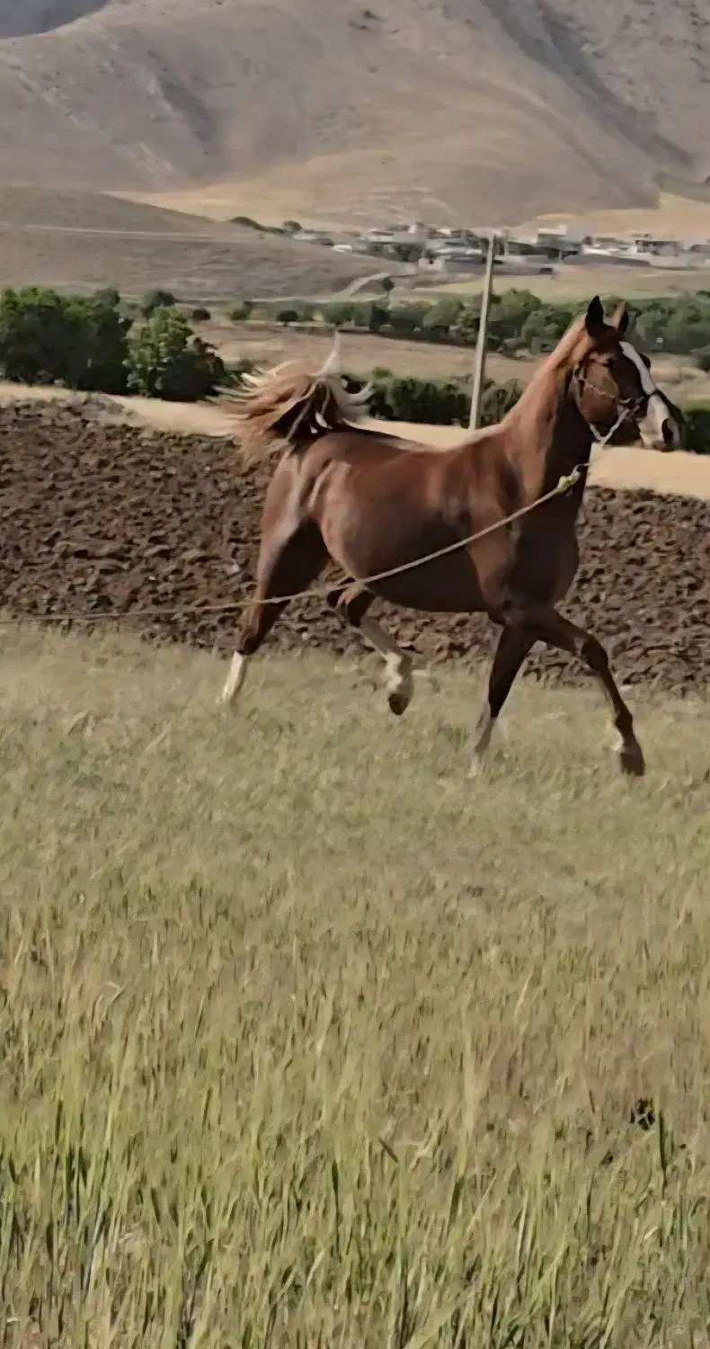 مادیان عرب مصری چند نشون سفید خوشگل اسب|اسب و تجهیزات اسب‌سواری|تهران, طرشت|دیوار