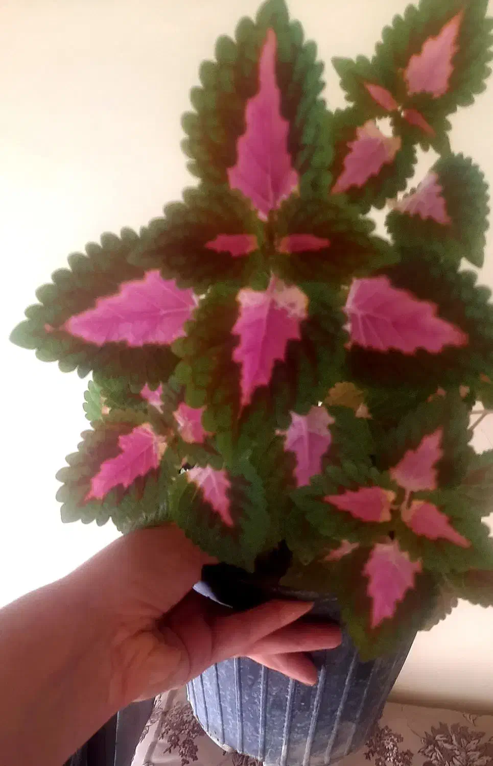 گل خانگی|گل و گیاه طبیعی|اصفهان, کساره|دیوار