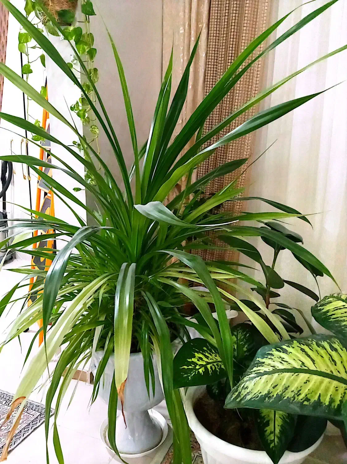 گل طبیعی|گل و گیاه طبیعی|چناران, |دیوار