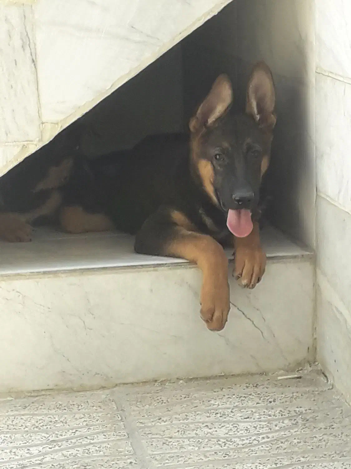 جرمنشپرد|سگ|بروجرد, |دیوار