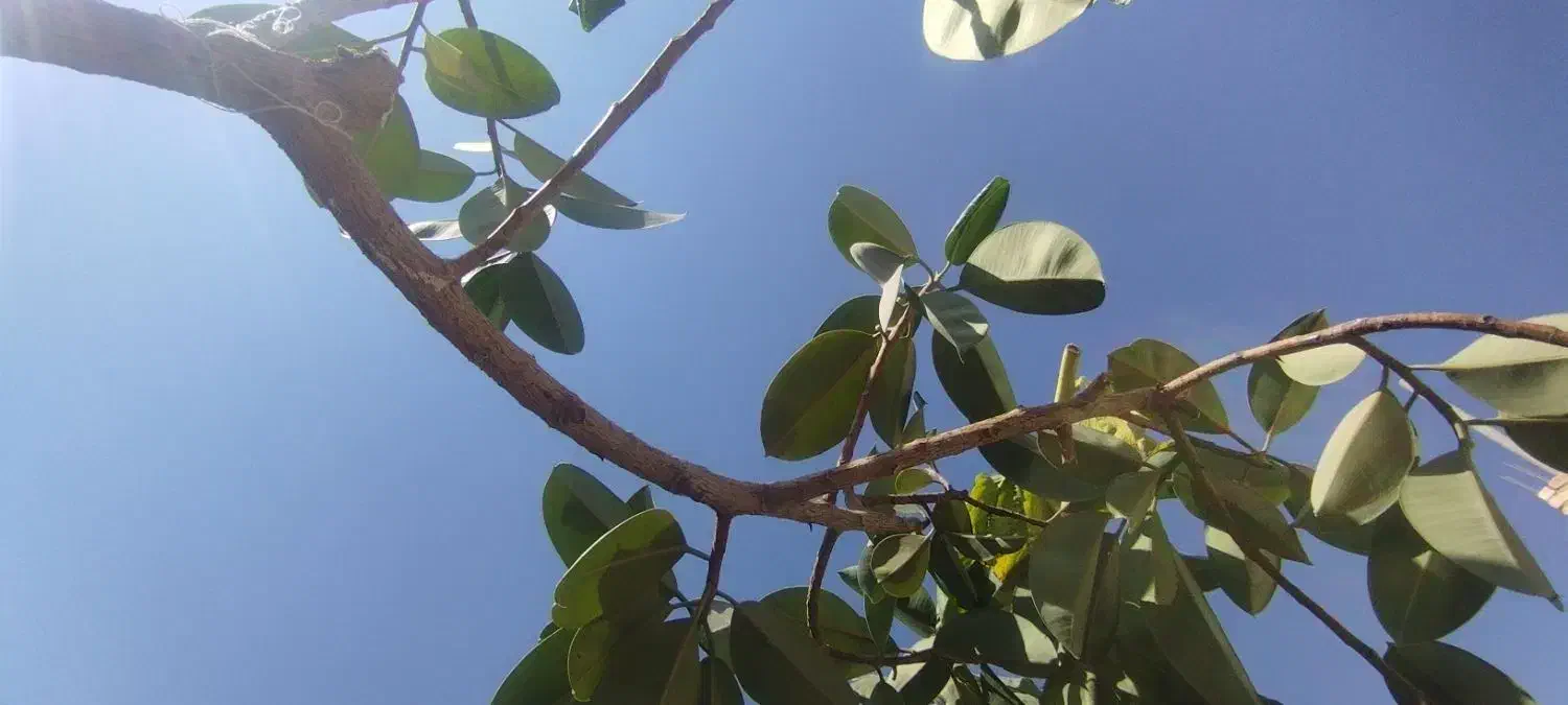 گل گیاه بدون آفت|گل و گیاه طبیعی|بوانات, |دیوار