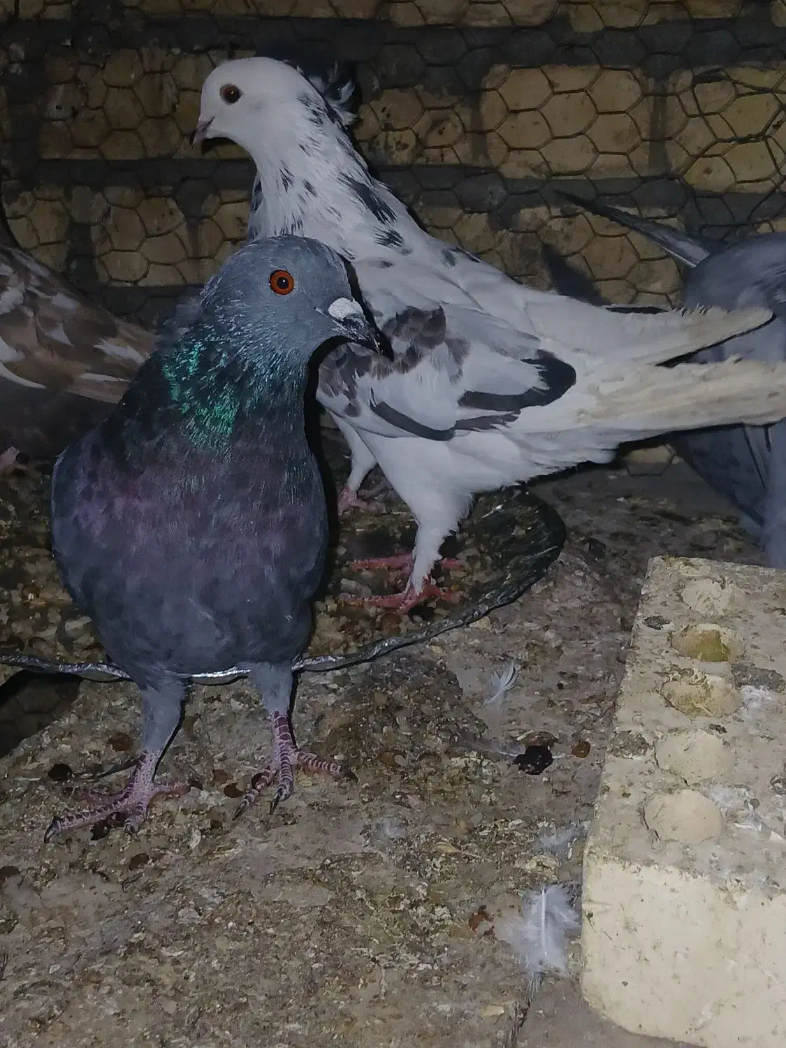 کفتر سالم و خونگی|پرنده|شهرضا, |دیوار