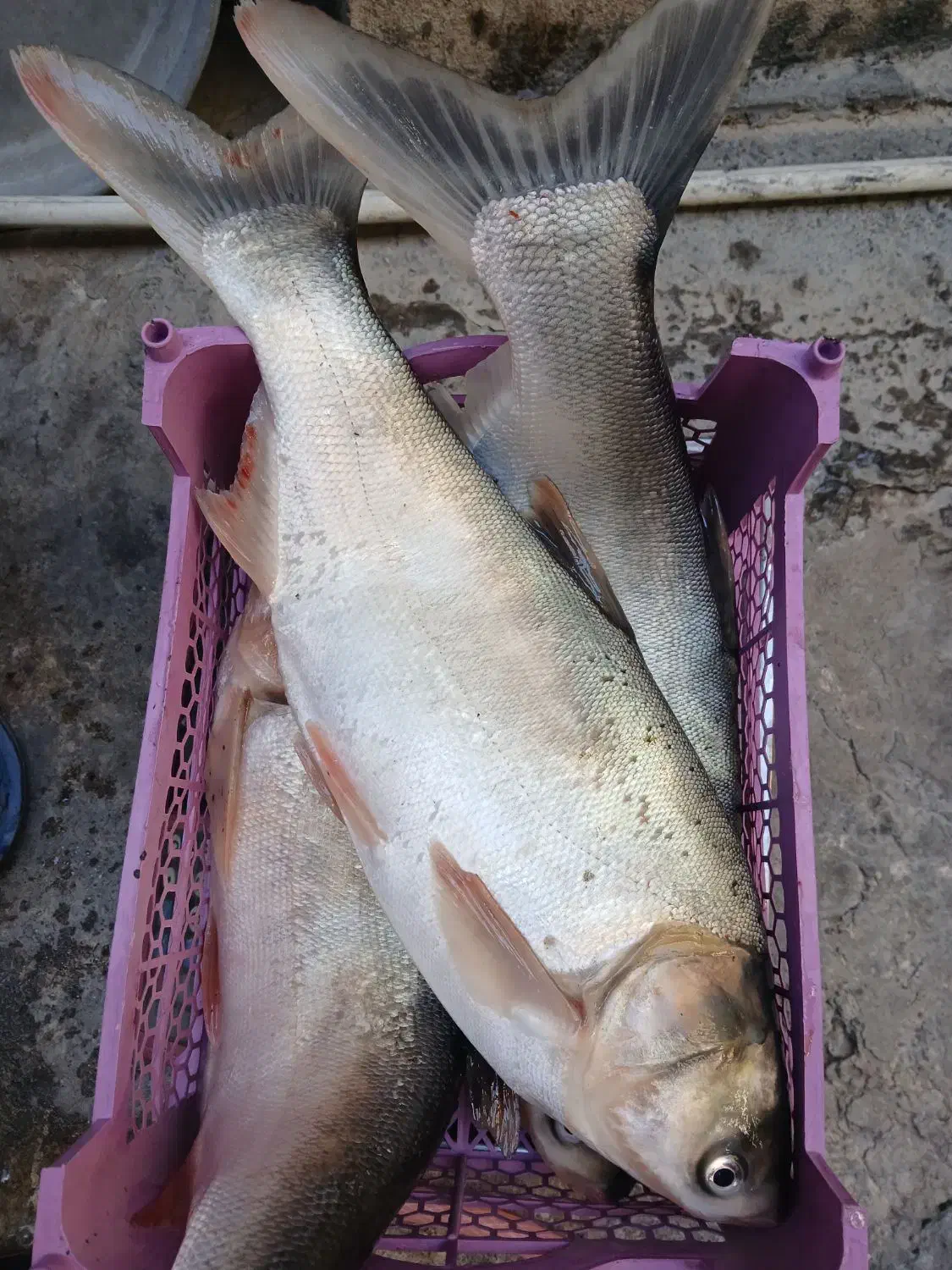 ماهی قزل آزاد تازه|ماهی|اسلام‌‌آباد غرب, |دیوار