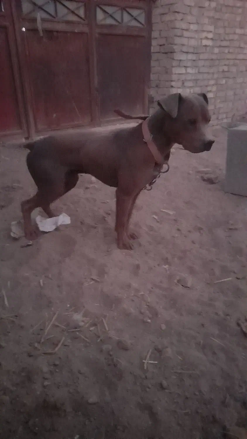 سگ پیت بول|سگ|اشکذر, |دیوار