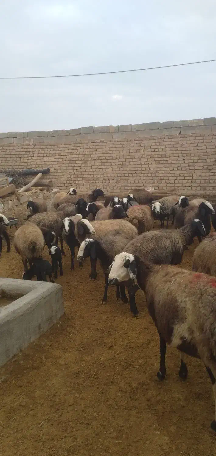 میش های آبستن سنگین وبره دار شال|حیوانات مزرعه|اسفرورین, |دیوار