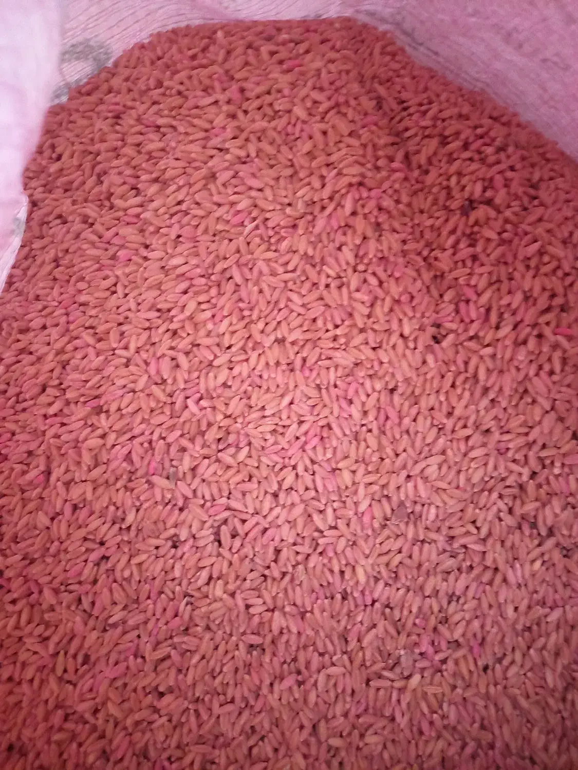 گندم درجه یک|حراج|نورآباد, |دیوار