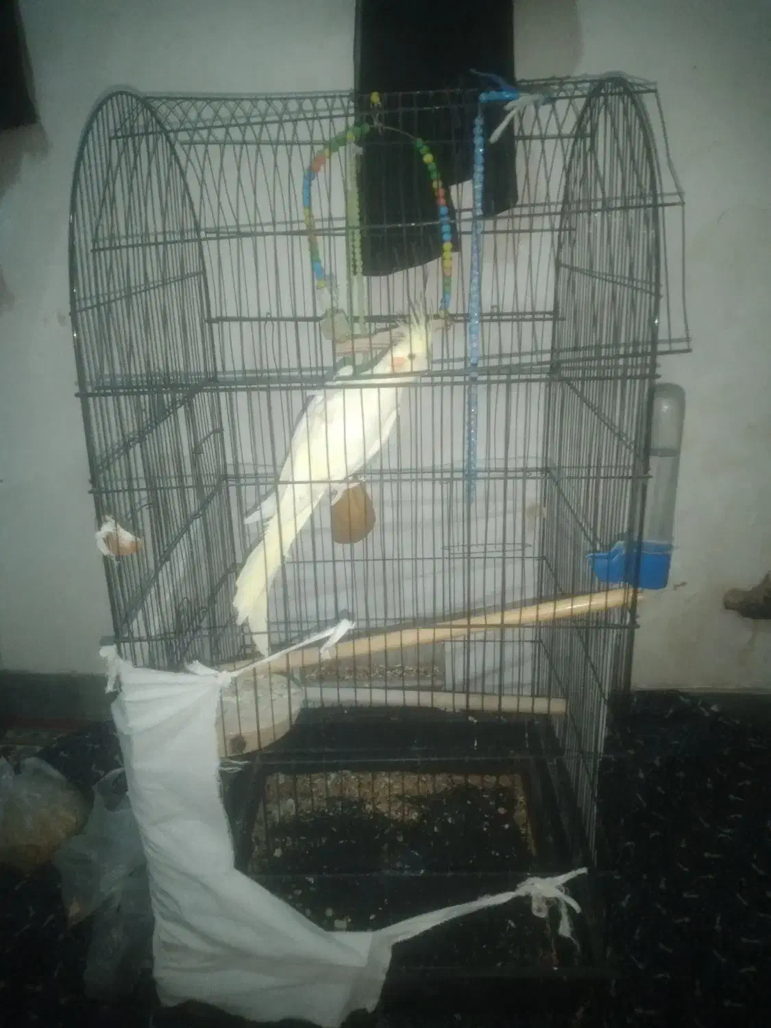 یه عدد عروس هلندی با قفس نو|پرنده|گرمسار, |دیوار