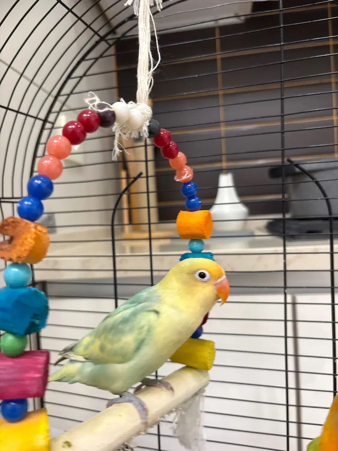 طوطی برزیلی پاربلو|پرنده|تهران, الهیه|دیوار