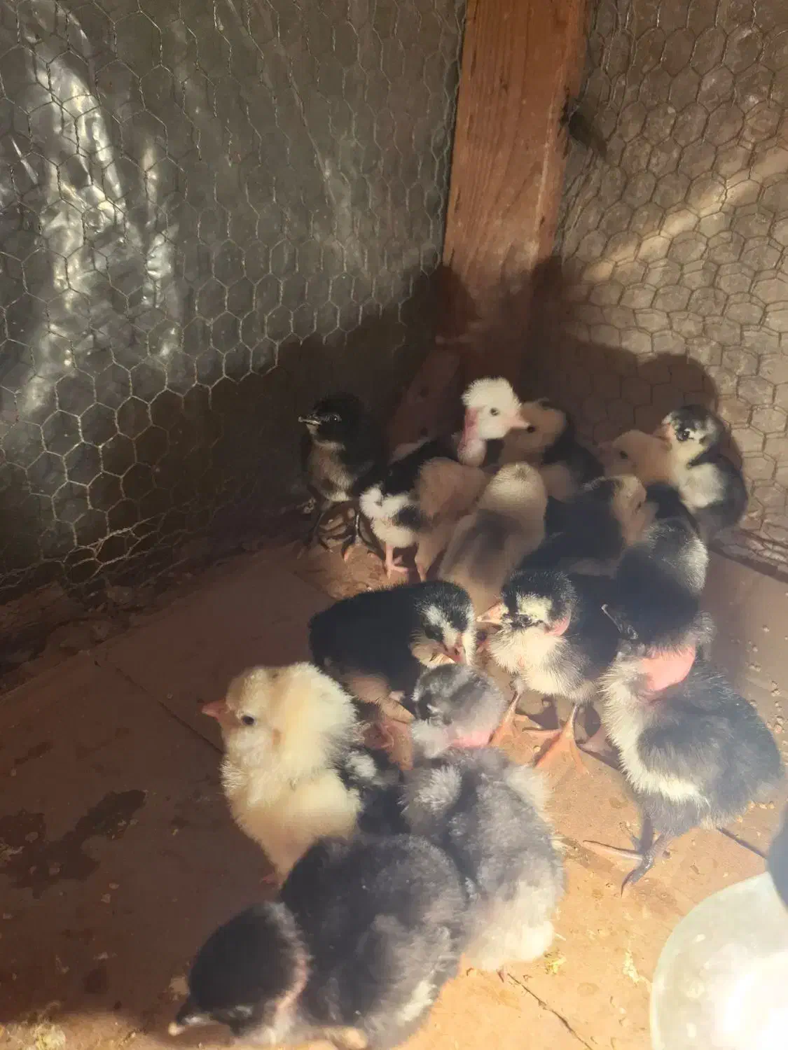 جوجه گلین لری پنگوئنی|حیوانات مزرعه|ساری, |دیوار