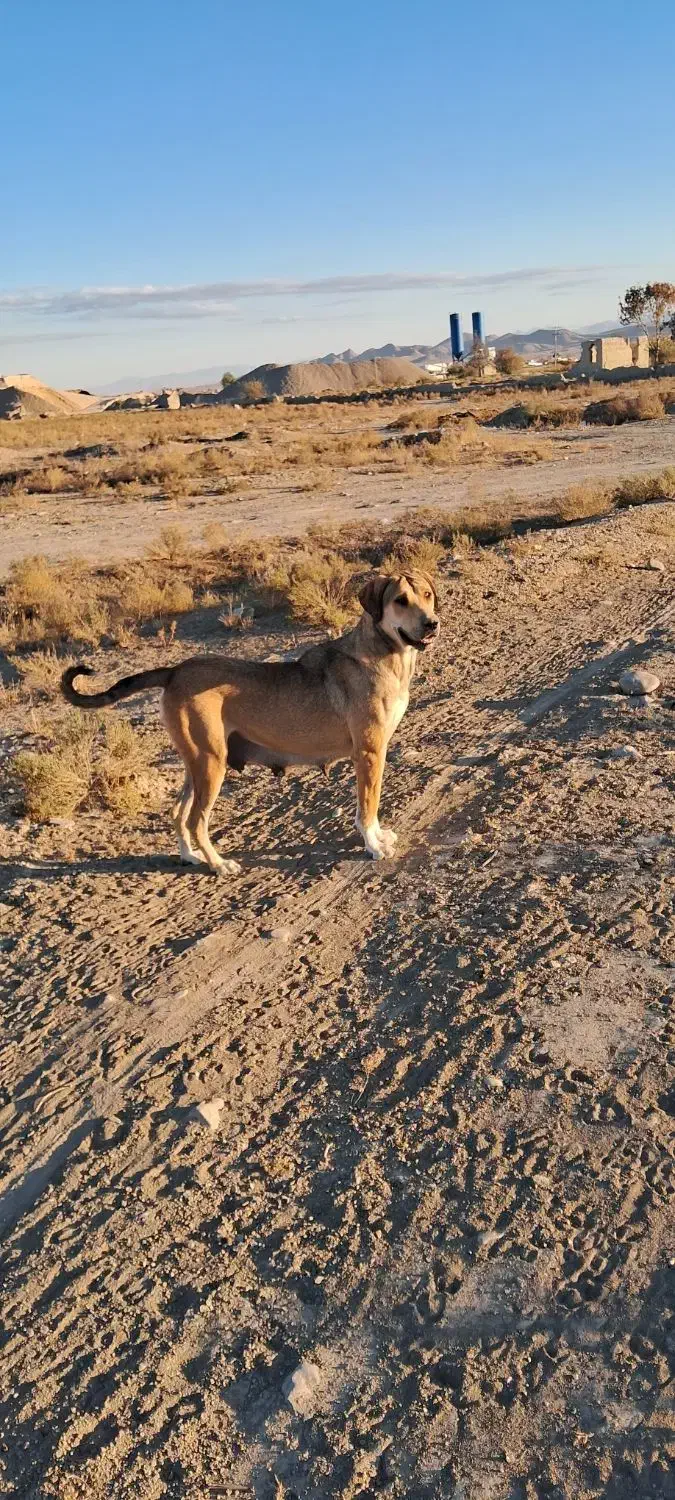سگ سرابی|سگ|شیروان (خراسان), |دیوار