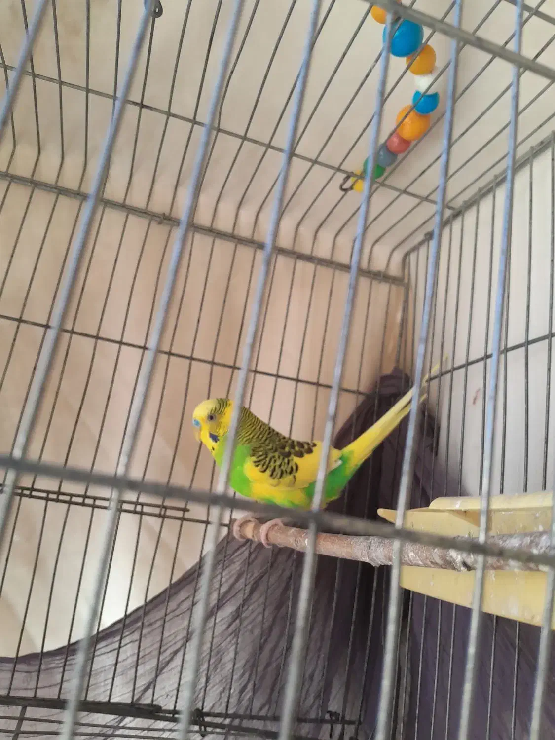 پرنده|پرنده|فیروزآباد (فارس), |دیوار