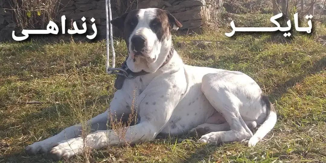 سگ بولی کوتا|سگ|اردبیل, |دیوار