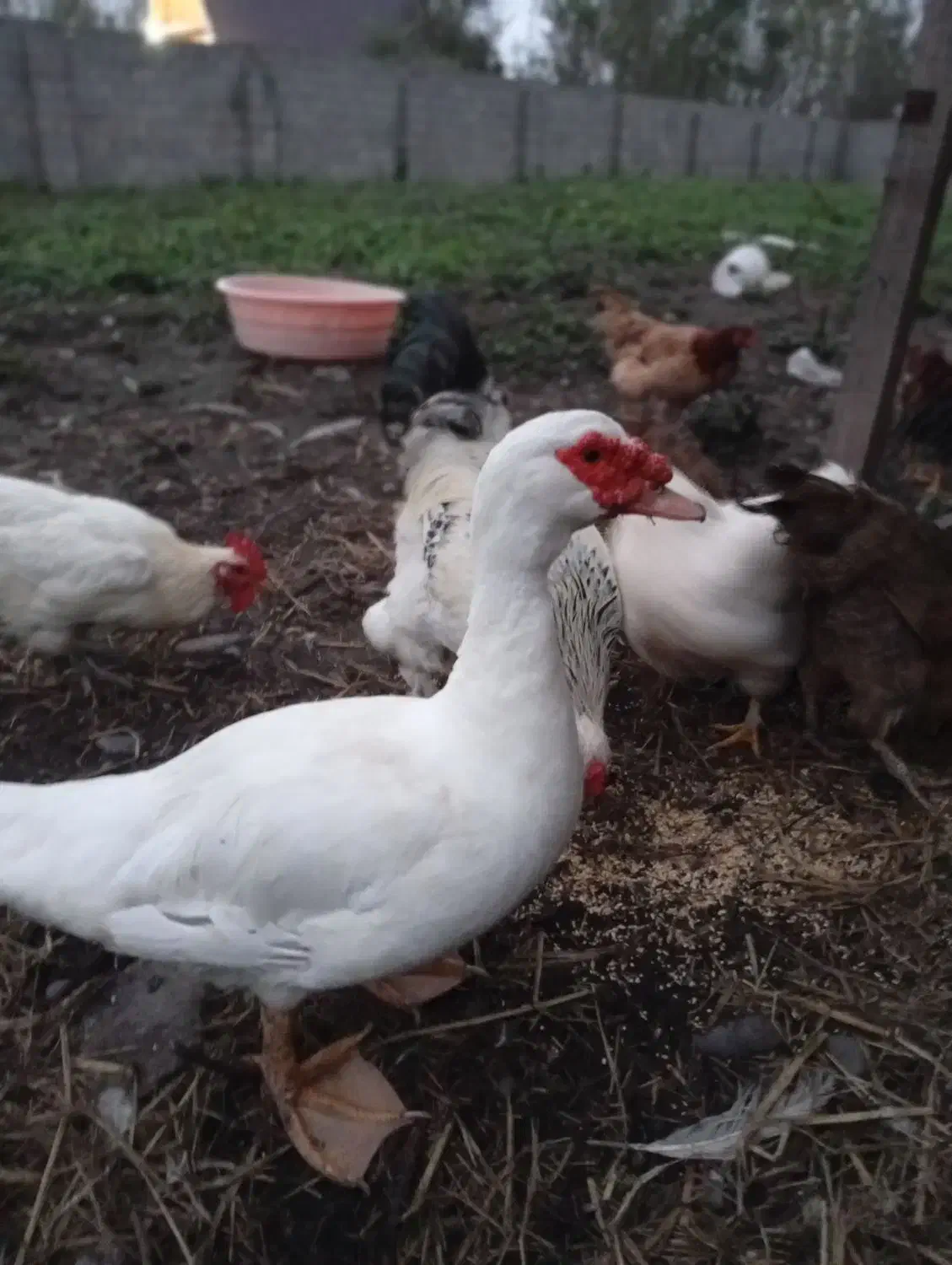 خروس و اردک اسراییلی|حیوانات مزرعه|رشت, بیجارپس|دیوار