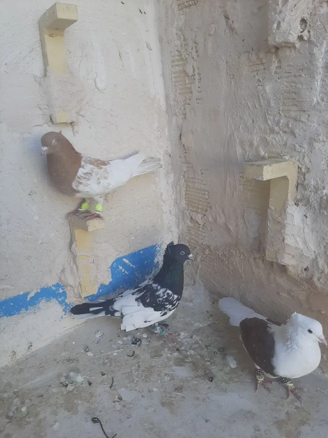 کفتر رنگه|پرنده|مشهد, رده|دیوار