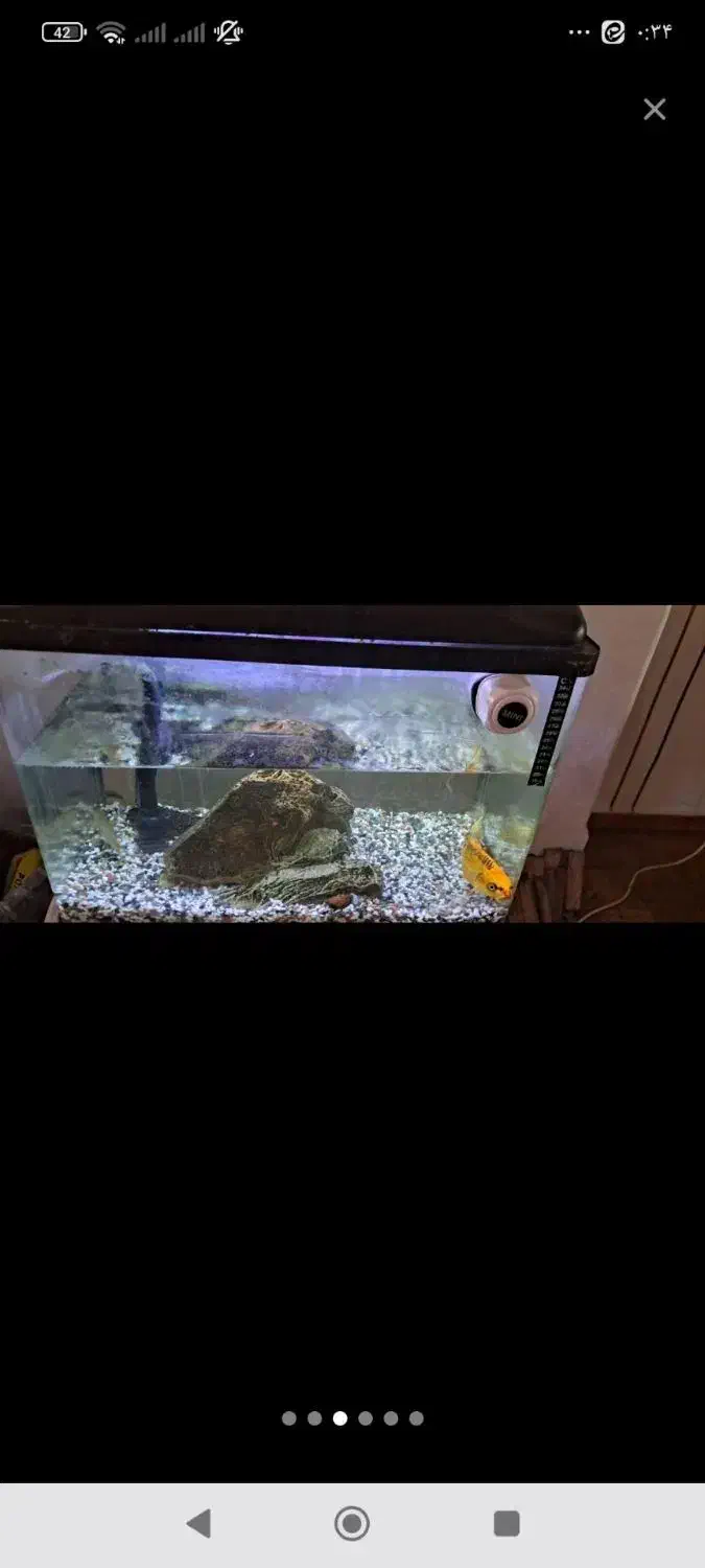 اکواریوم|ماهی|ورامین, ورامین|دیوار