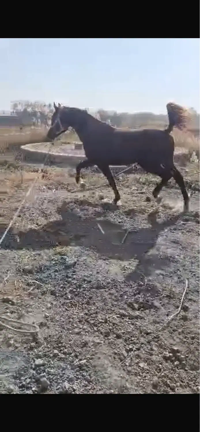 اسب|اسب و تجهیزات اسب‌سواری|مشهد, رسالت|دیوار