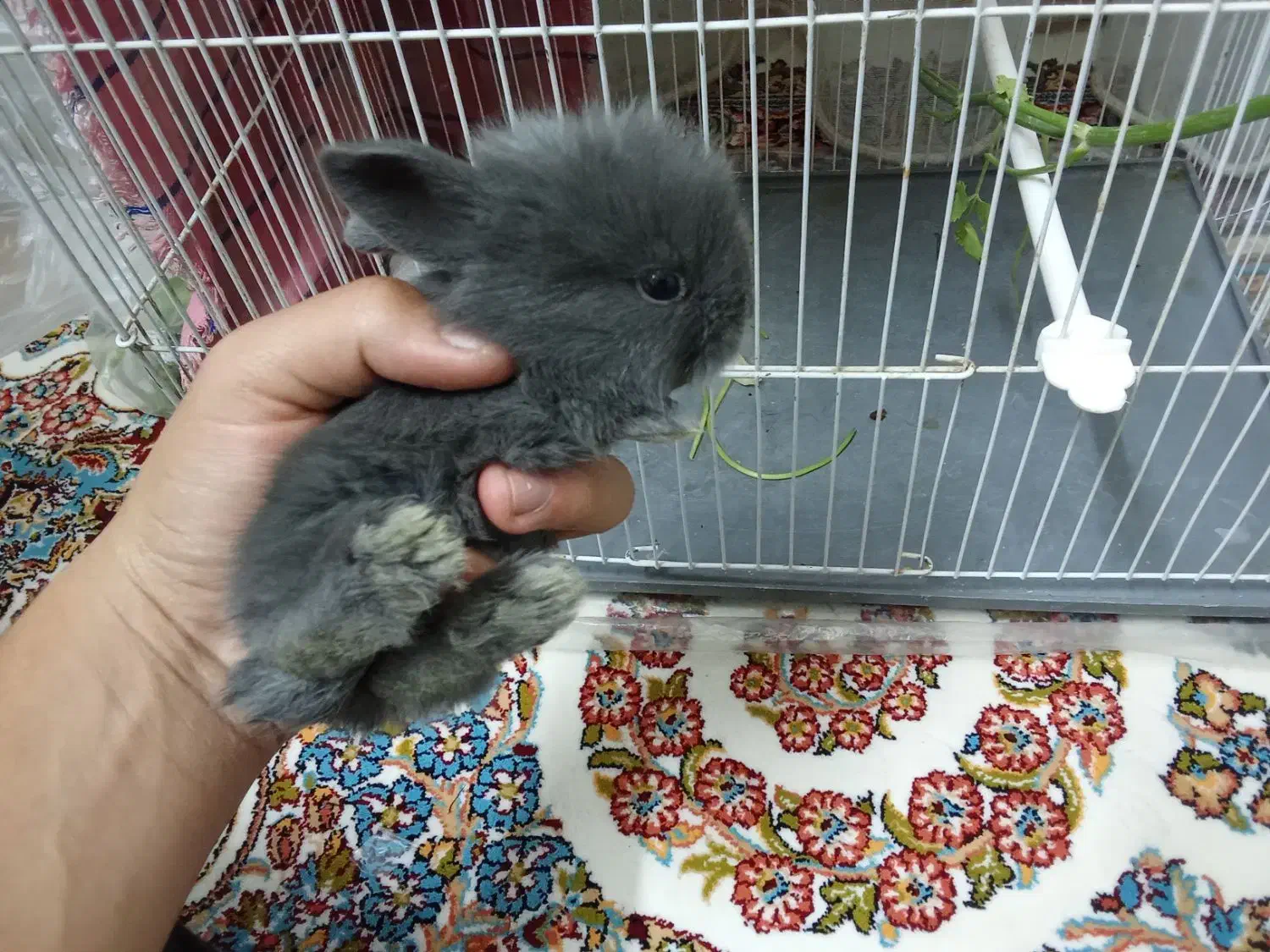 خرگوش لوپ اصل|موش و خرگوش|تربتحیدریه, شهرک ولیعصر|دیوار