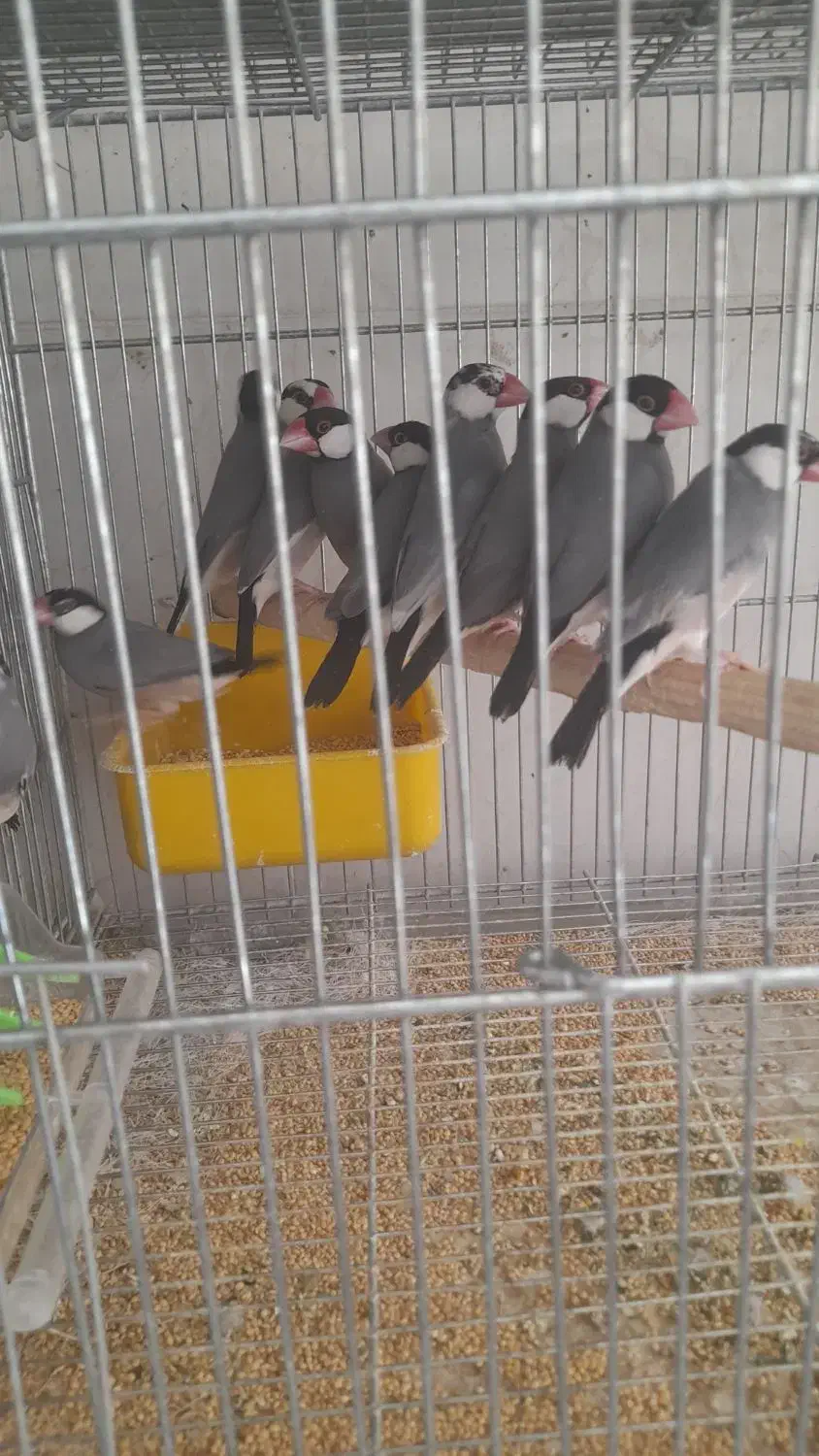 فروش تعدادی فنج نرگسی مولد سالن|پرنده|فولادشهر, مسکن مهر فولادشهر|دیوار