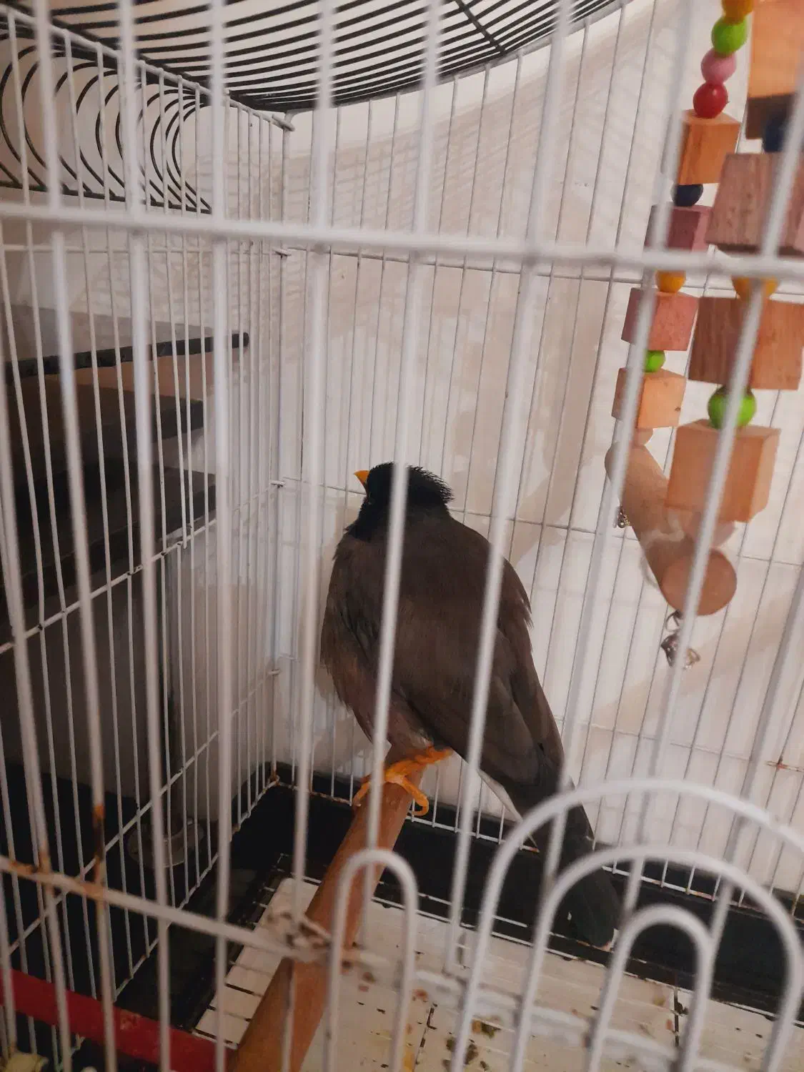 مرغ مینا سخنگو رخ به رخ به شرط|پرنده|تهران, مشیریه|دیوار