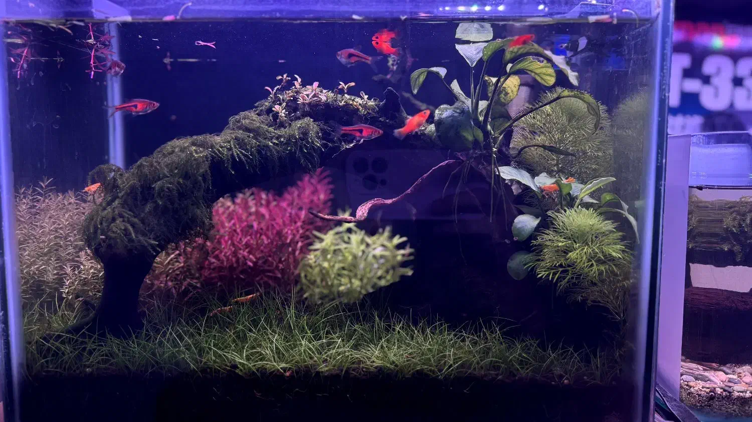 آکواریوم پلنت نانو|ماهی|لاهیجان, لیالستان|دیوار