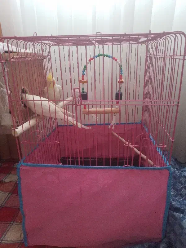 یک جفت عروس هلندی با قفس|پرنده|محمدیه-قزوین, |دیوار