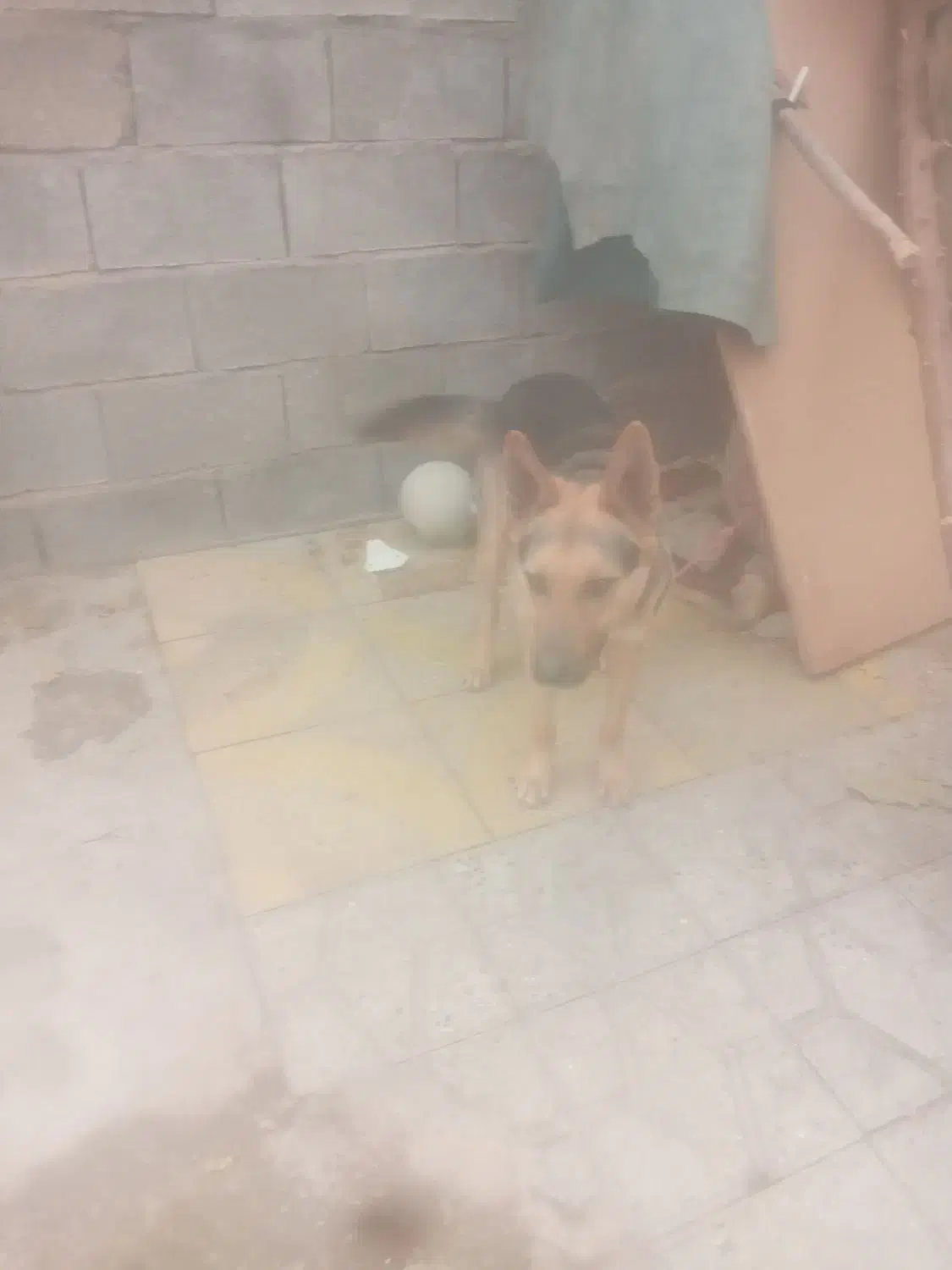 یشکاری و باهوش شرطی|سگ|دورود, |دیوار