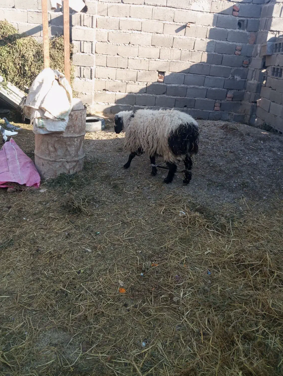 بره نر|حیوانات مزرعه|درمیان, |دیوار