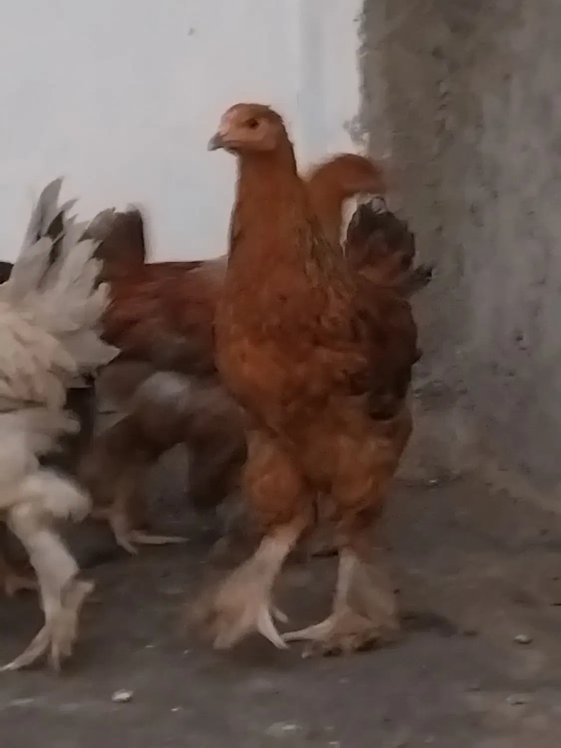 نیمچه مرغ وخروس برهما مفت مفت|حیوانات مزرعه|مشهد, نیزه|دیوار