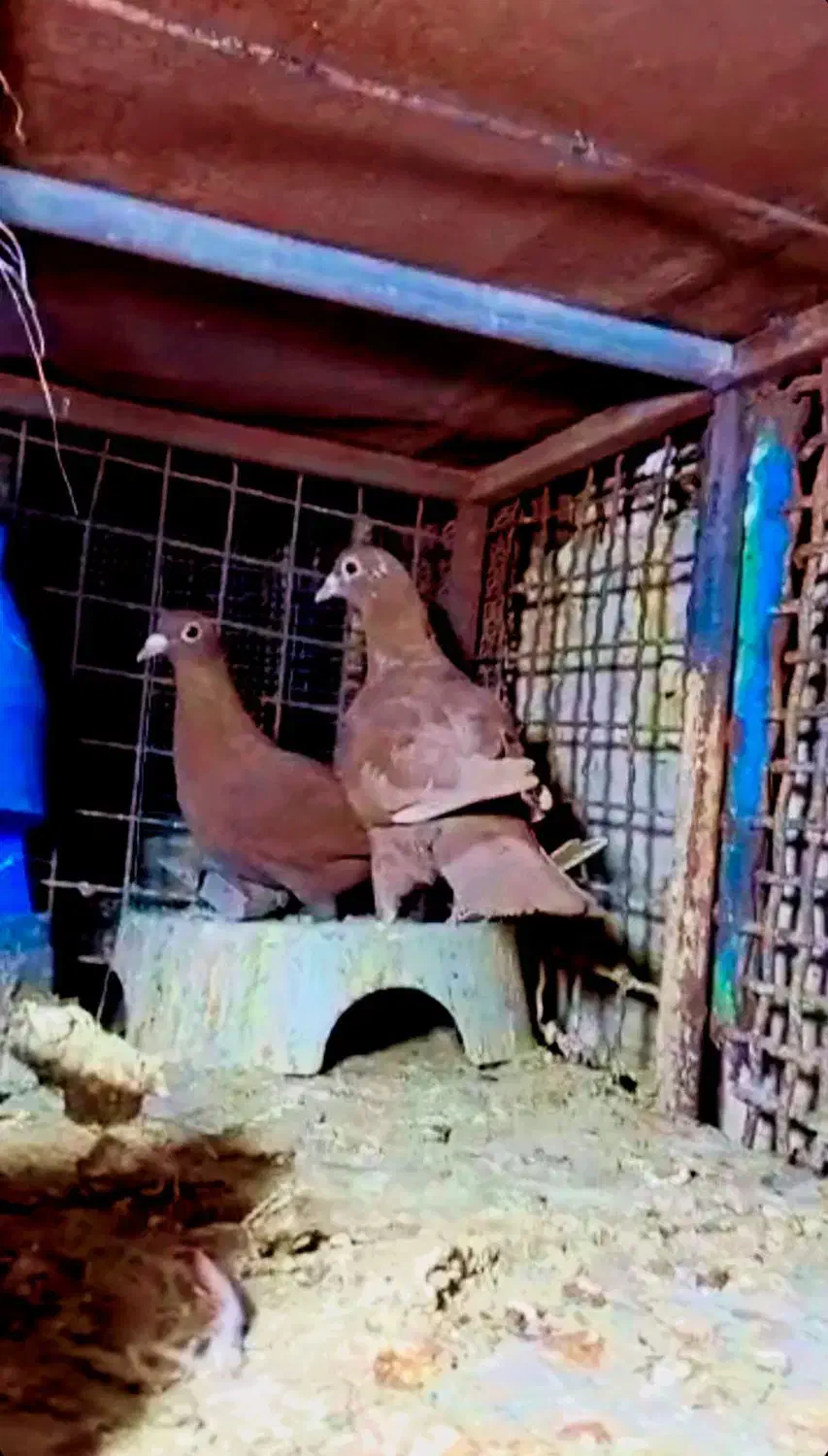 جفت نروماده سرخ کرمانی|پرنده|زابل, |دیوار