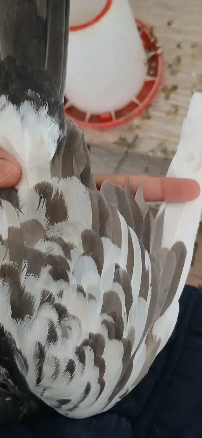 کفتر سوسکی|پرنده|گلبهار, شهر جدید گلبهار|دیوار