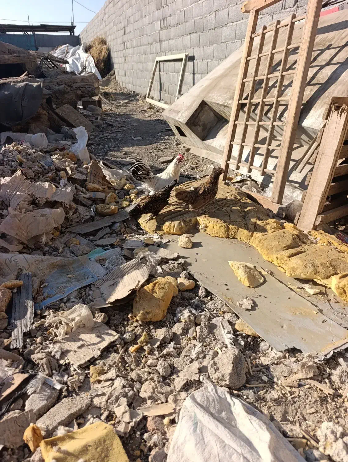 مرغ و خروس مینیاتوری|حیوانات مزرعه|مشکین‌دشت, |دیوار