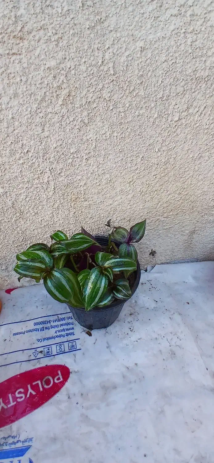 چند گل طبیعی.هدیه روز مادر|گل و گیاه طبیعی|تبریز, |دیوار