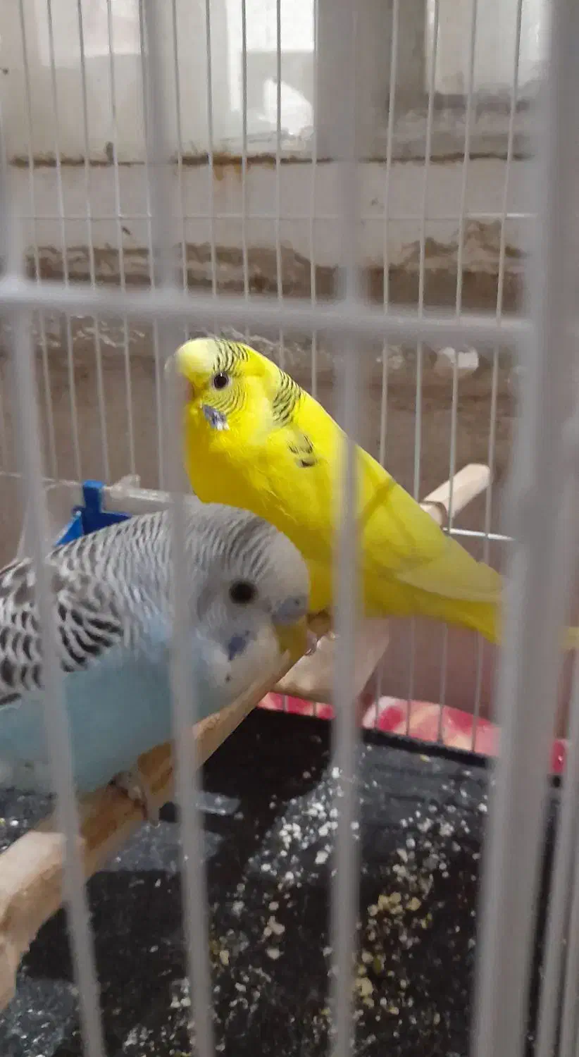 جفت مرغ با پنج تا جوجه|پرنده|مشهد, امیر|دیوار