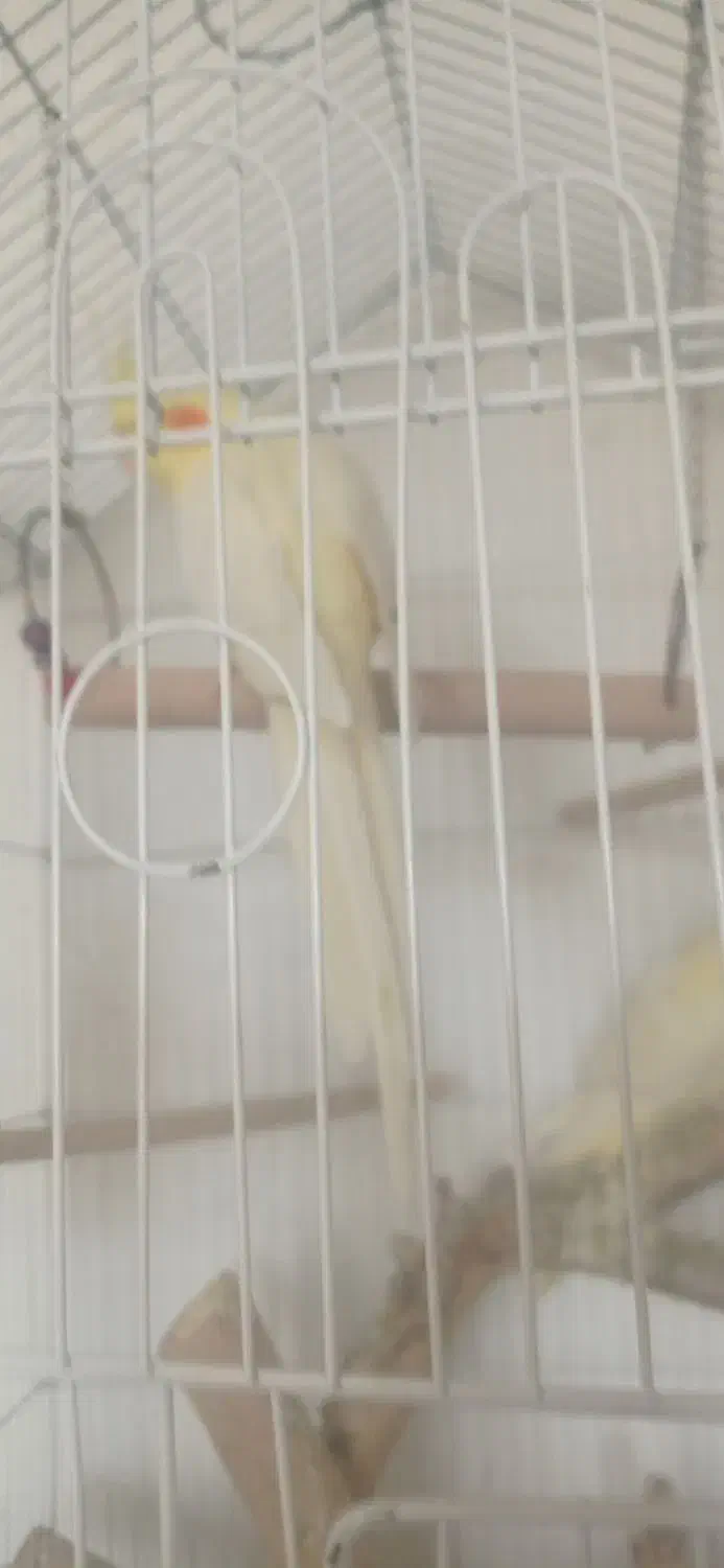 عروس هلندی|پرنده|شیراز, فرگاز|دیوار