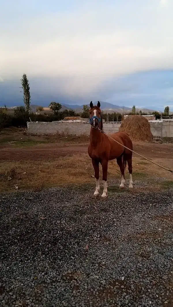اسب عرب یه سر پنج نشان شش دونگ|اسب و تجهیزات اسب‌سواری|ارومیه, |دیوار