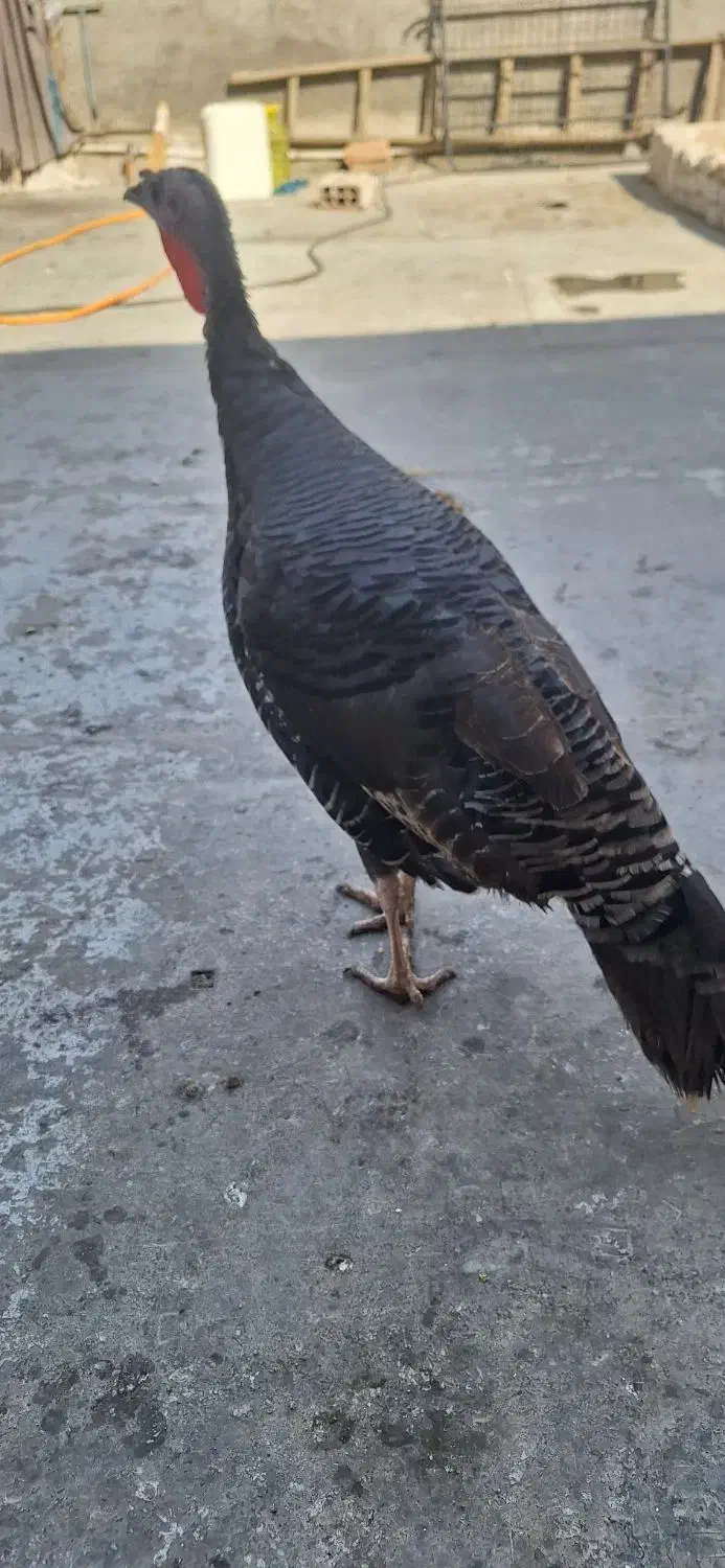 بوقلمون محلی تخم گذار|حیوانات مزرعه|گلستان (تهران), |دیوار