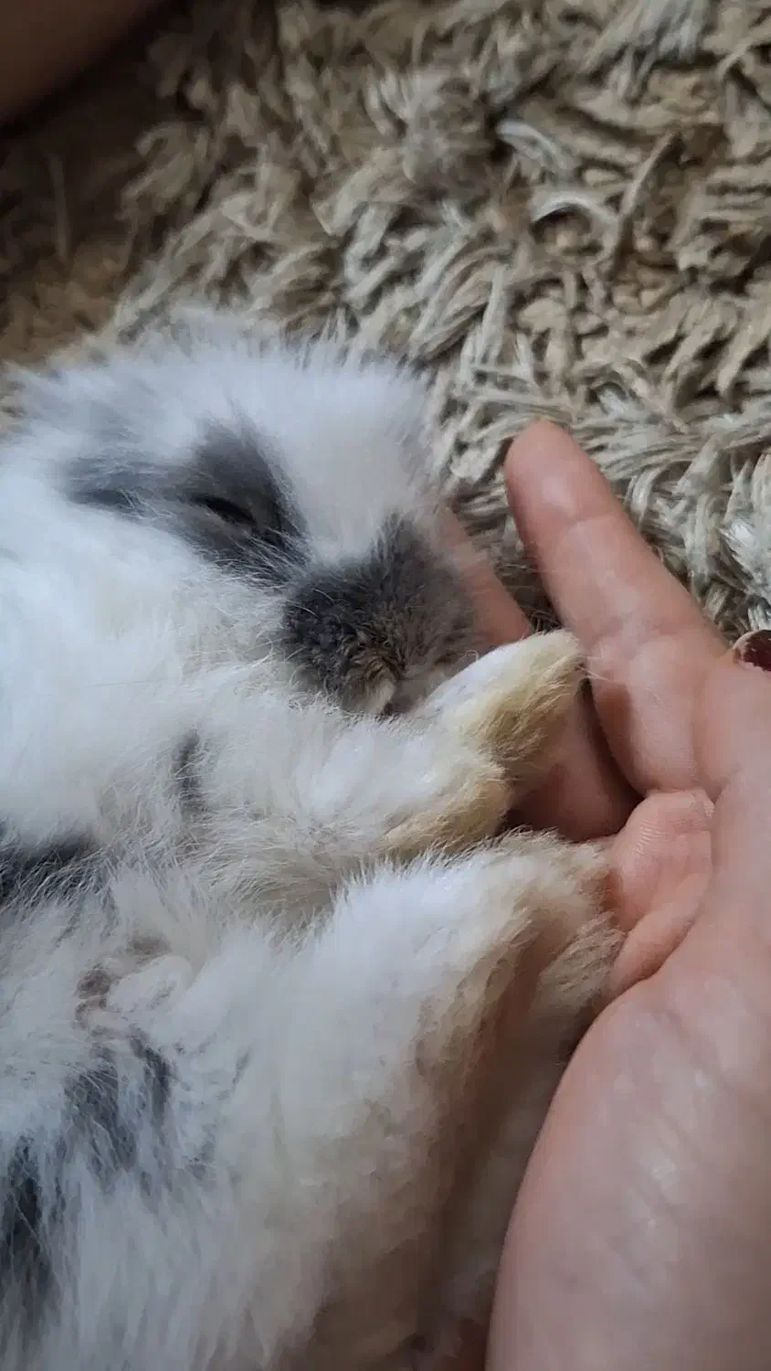 خرگوش دستی|موش و خرگوش|شاهین‌شهر, خبرنگار|دیوار