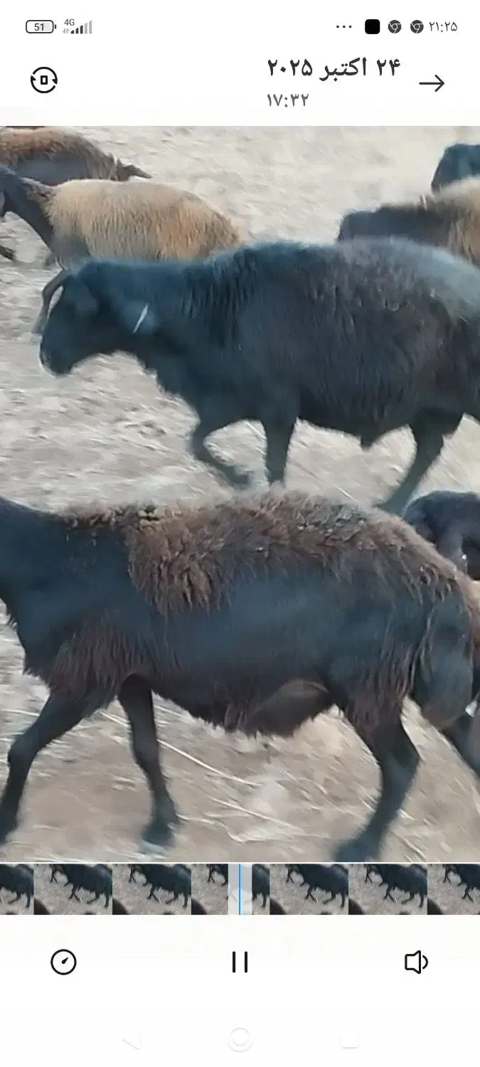 قوچ قره قزل|حیوانات مزرعه|قره پشتلو, |دیوار