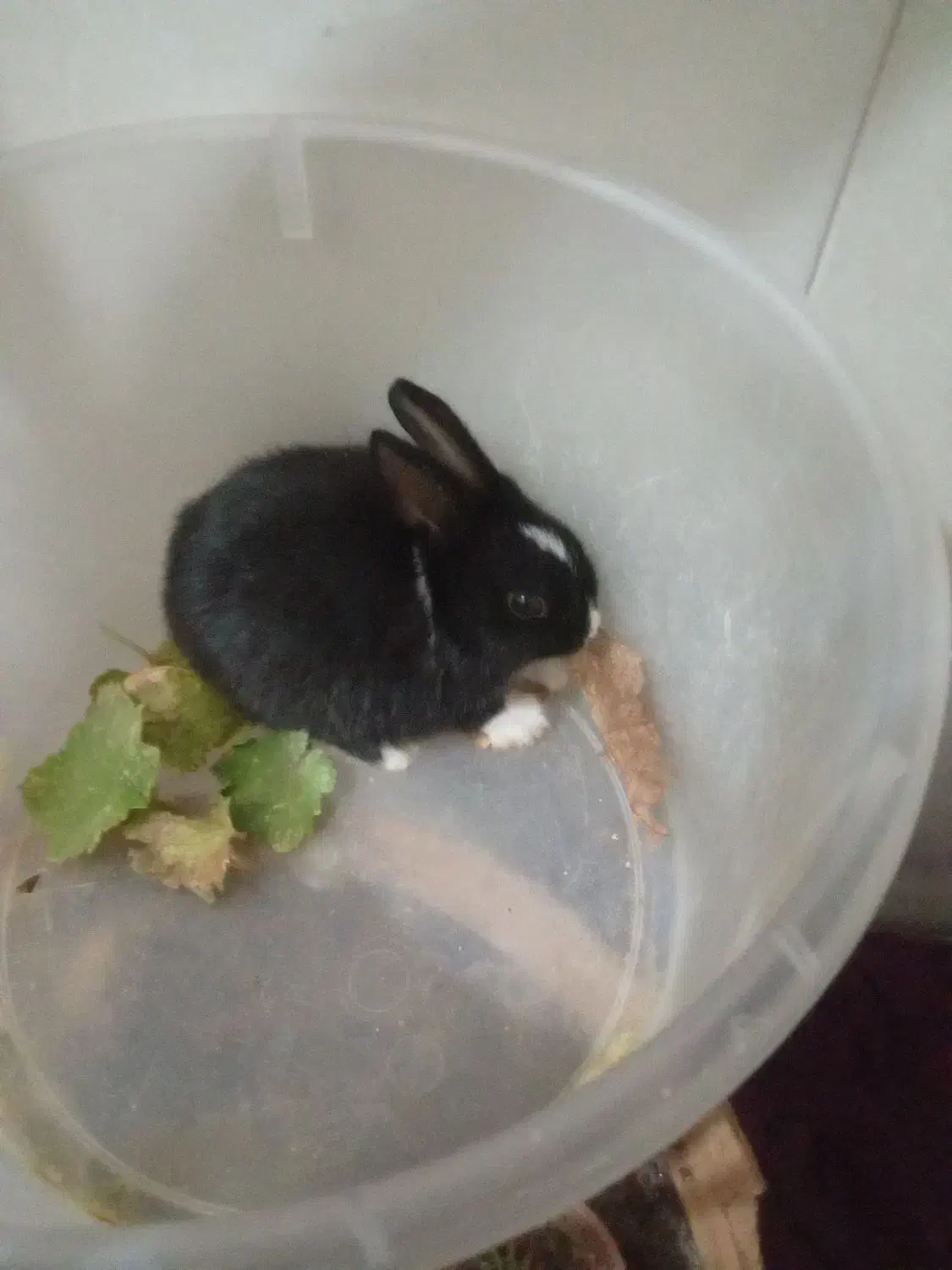 بلک کوچولو|موش و خرگوش|یزد, |دیوار