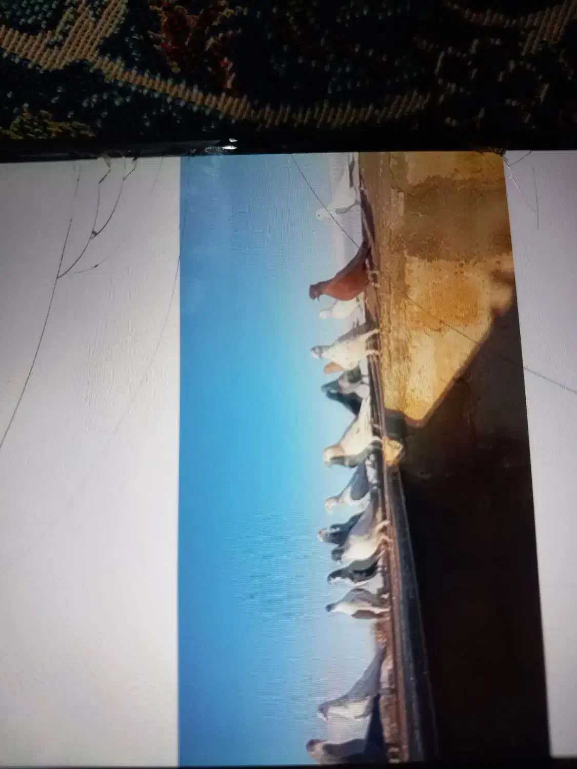 کبوتر پرشی|پرنده|فاروج, |دیوار