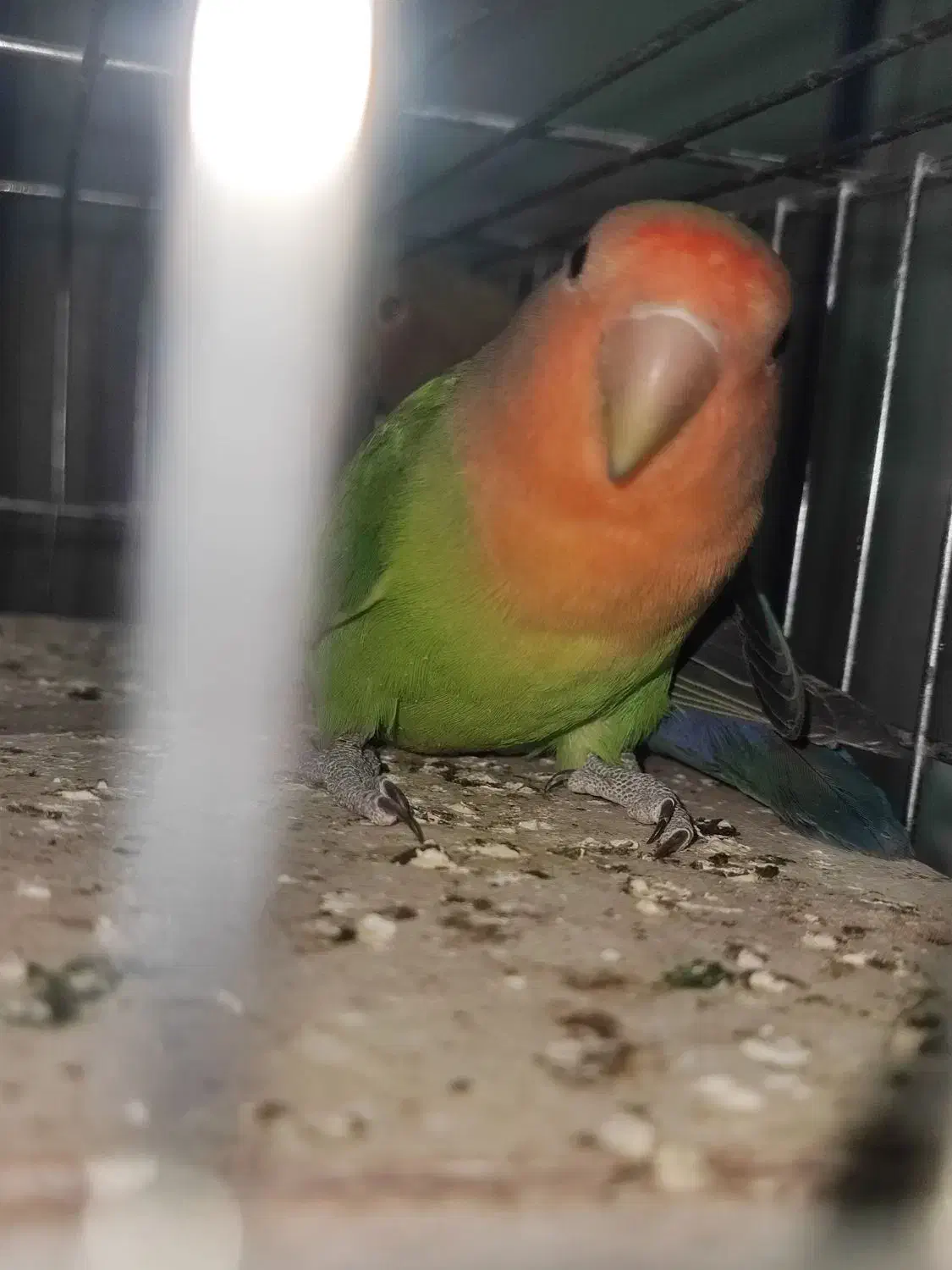 جفت طوطی برزیلی بازیگوش|پرنده|دورود, |دیوار