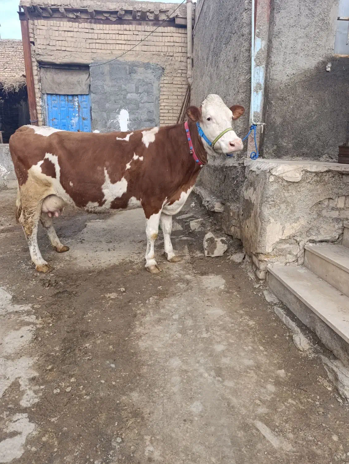 گاوسیمین|حیوانات مزرعه|اسفرورین, |دیوار