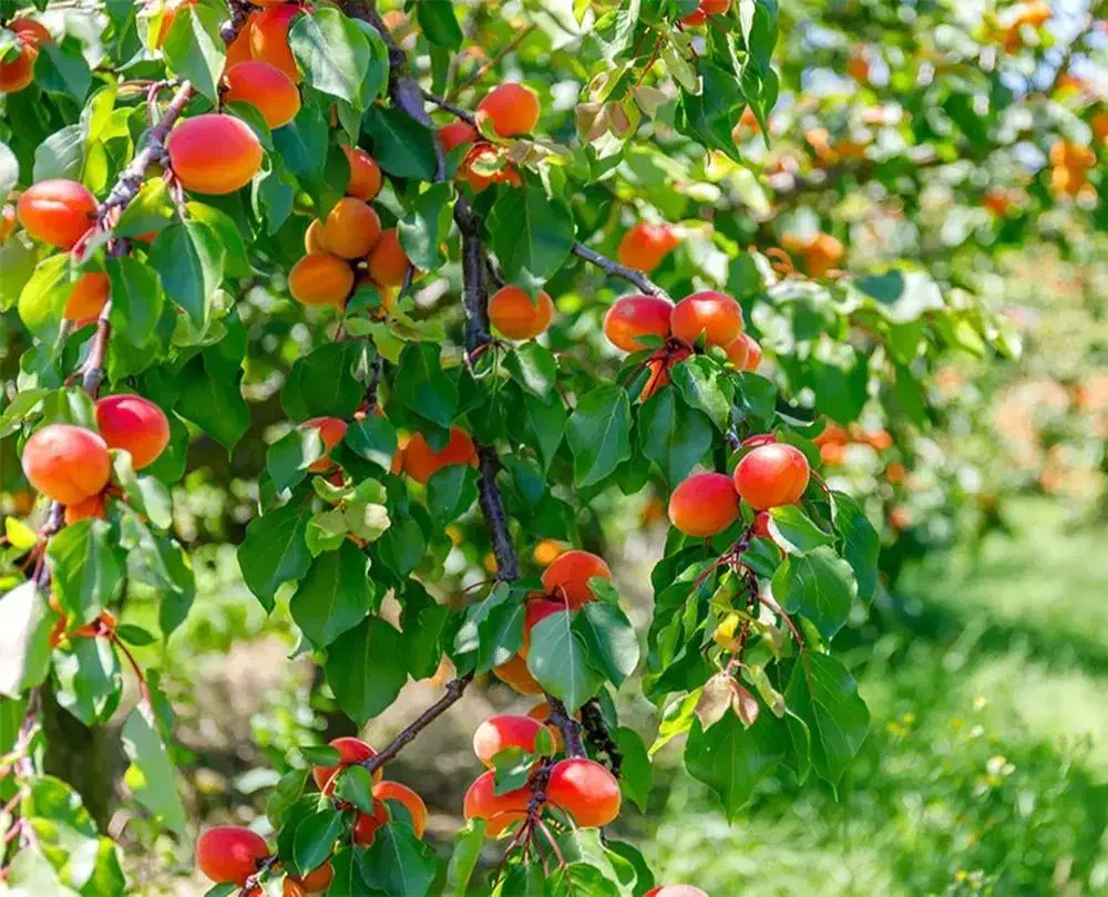 نهال هلو آلبرتا|خدمات باغبانی و درختکاری|خلخال, |دیوار