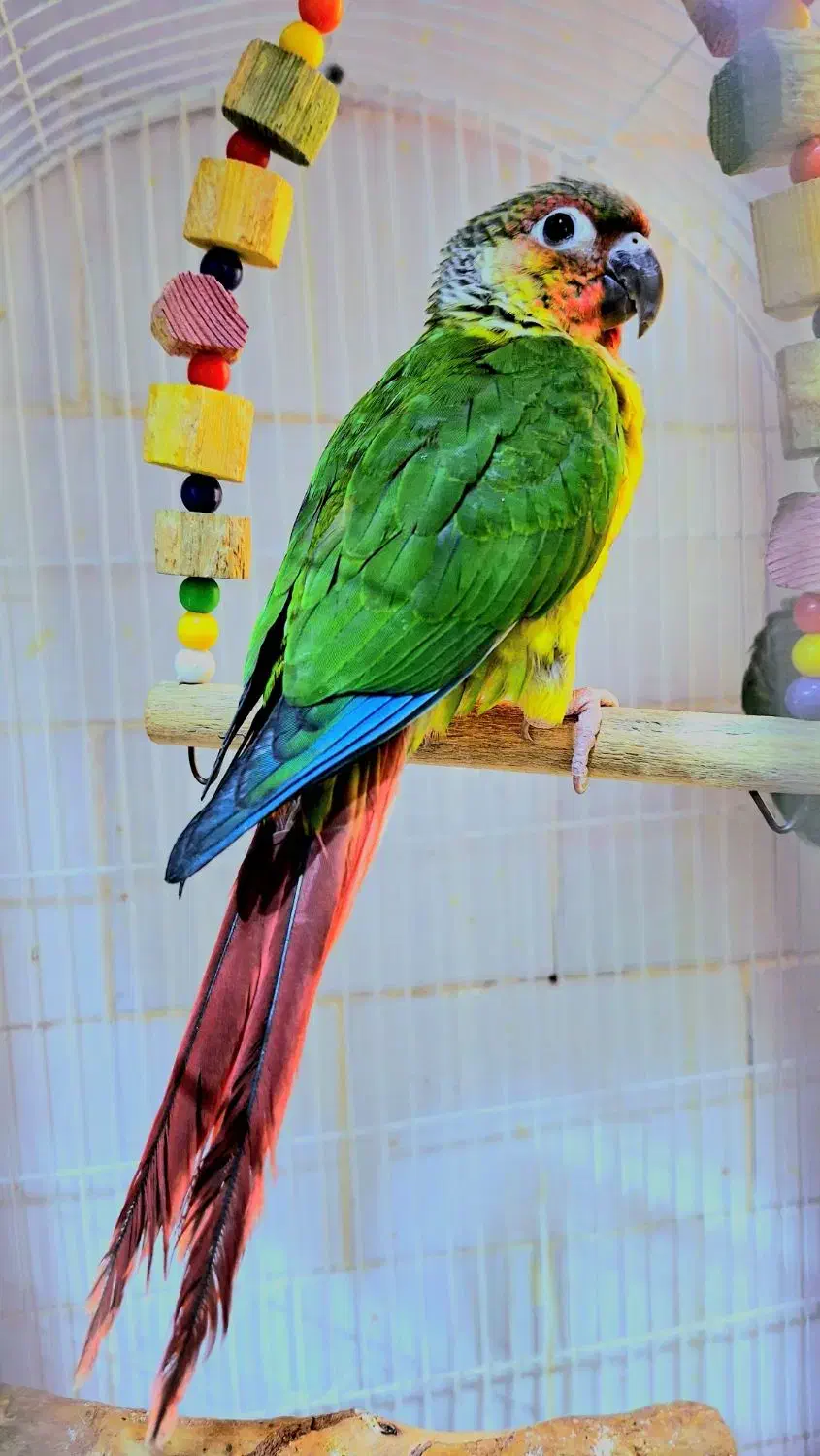 *پرنده سـرای کاکـادو*|پرنده|سنندج, |دیوار