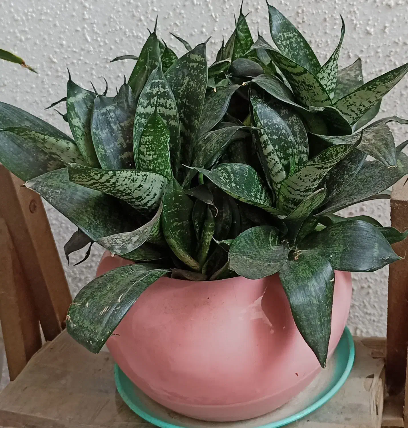 گلهای طبیعی|گل و گیاه طبیعی|رشت, کوی مهر|دیوار