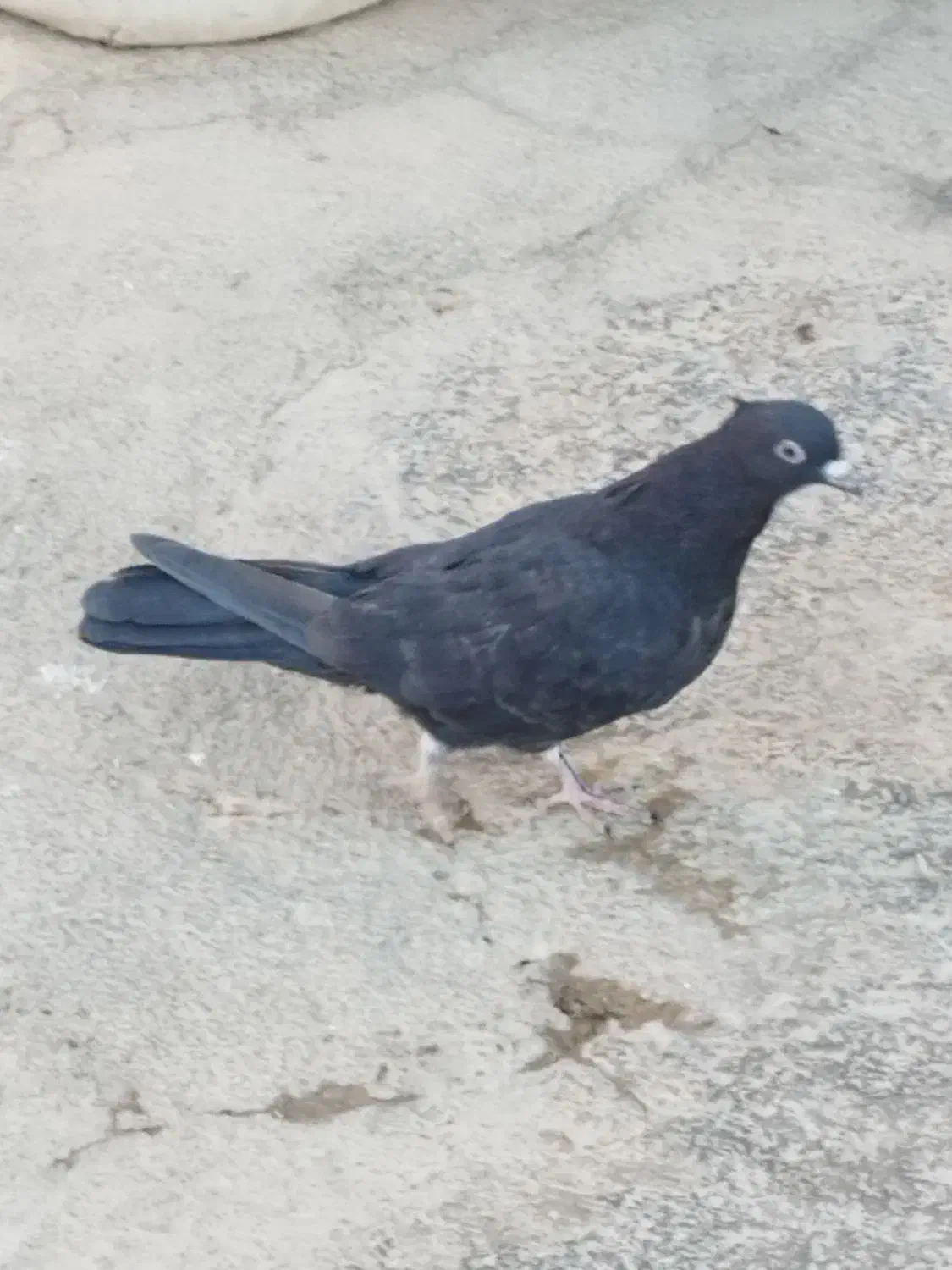 کبوترپرشتی|پرنده|کوهدشت, |دیوار